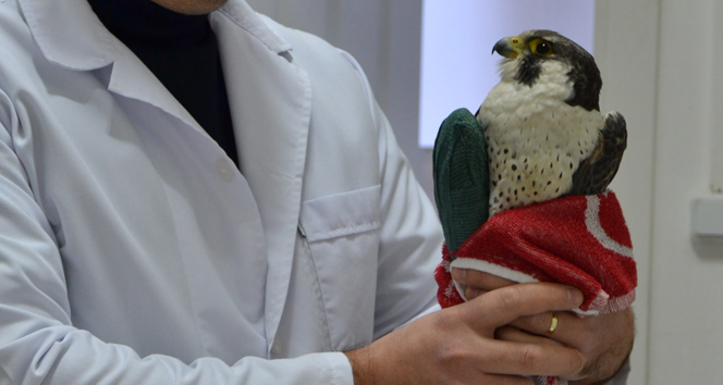 Yaralı atmaca tedavi altına alındı