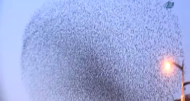 İstanbul semalarında sığırcık kuşlarından büyüleyen görsel şov