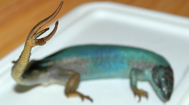 'Üç kuyruklu kertenkele' müzede sergileniyor