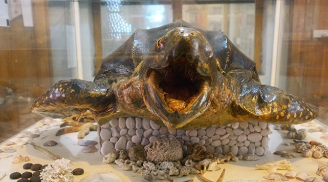 360 kiloluk dev kaplumbağa mumyası ilgi çekiyor