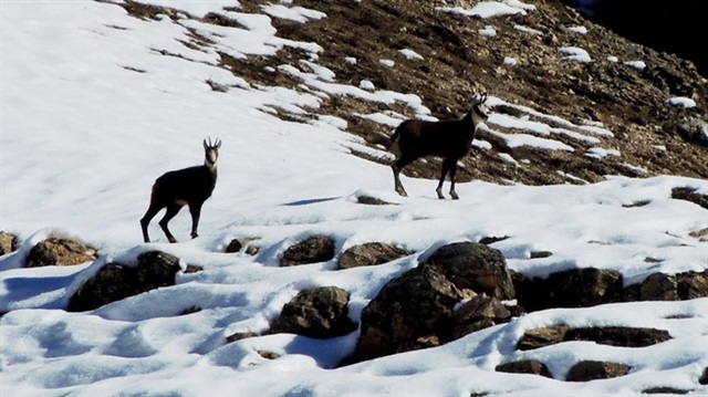 3 bin rakımda yıllar sonra görüntülendiler