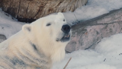 Suni kara kavuşan kutup ayıları keyif yaptı