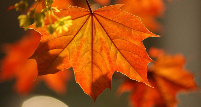 Kireçlenmeden çınar yaprağı ile kurtulun