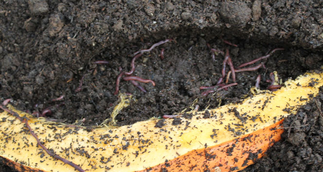 Fenni gübre yerine üniversiteli solucanlar kullanılacak