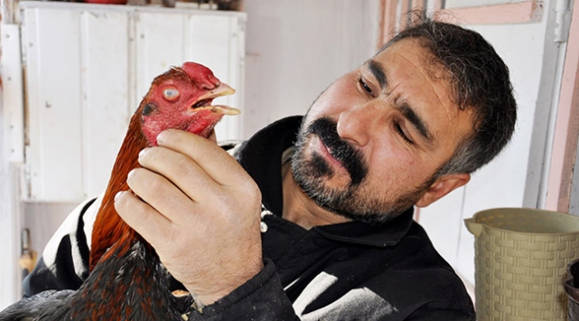 Horozlarına 'çocukları gibi' bakıyor