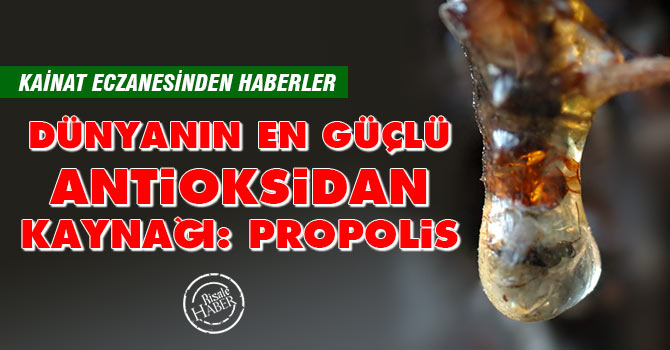 'Dünyanın en güçlü antioksidan kaynağı: Propolis'