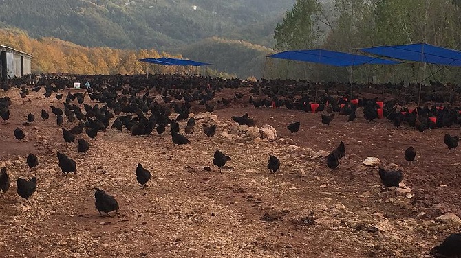 Köylerden yumurta topladı tavuk çiftliği kurdu