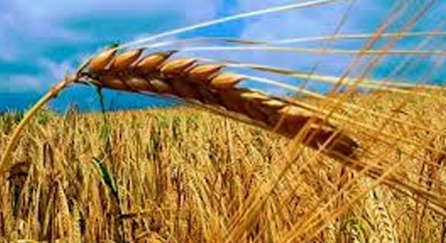Türkiye'nin un ihracatında 4 milyon ton beklentisi