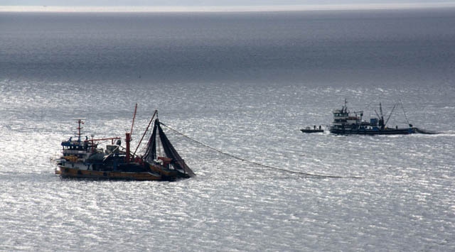 Gürcü hamsisi fiyatları düşürecek