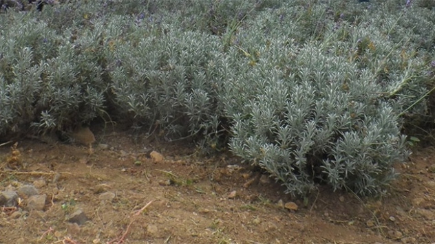 Lavanta, köydeki gençlerin umudu oldu