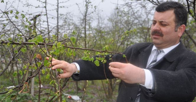 'Allahverdi' Türkiye'nin 18. fındık çeşidi oldu