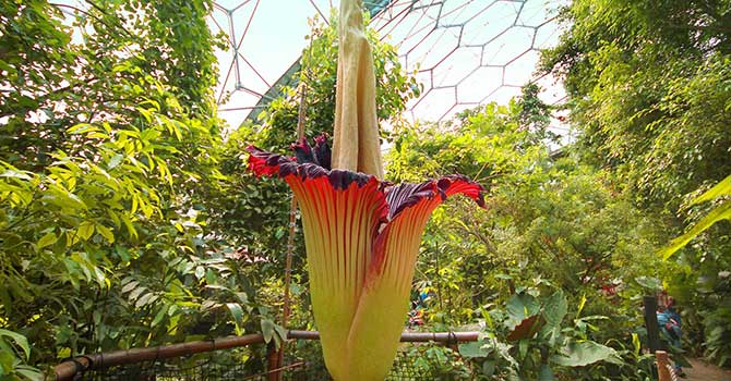 Dünyanın en büyük çiçeği, 126 yıl sonra açtı