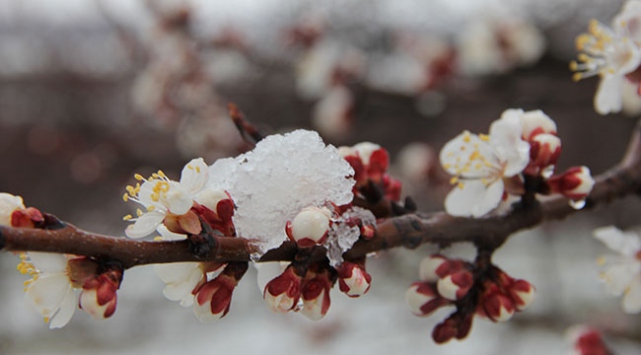 Meteorolojiden çiftçilere zirai don uyarısı