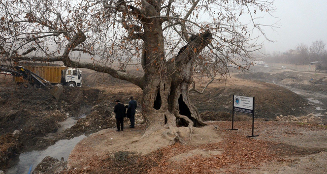 400 yıllık çınar koruma altına alınıyor