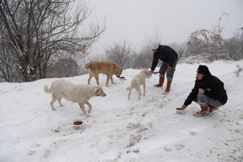 Sahipsiz hayvanların imdadına yetiştiler