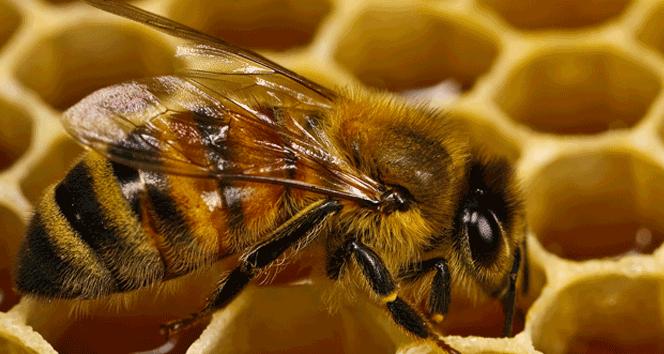 Ordu bal üretiminde altı ülkeyi geçti