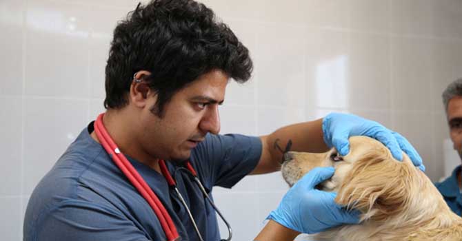 Sokak hayvanları için yoğun mesai