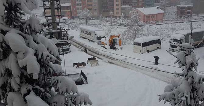 Aç kalan yılkı atları şehre indi