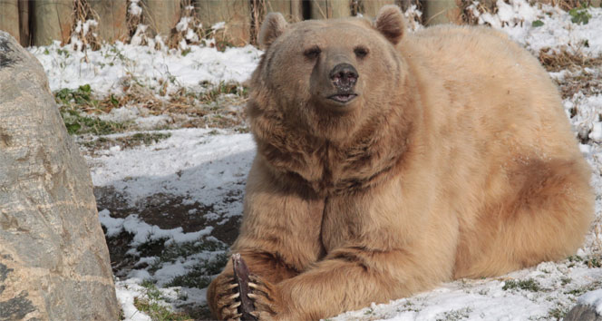 Kar üzerinde ayılara balık ziyafeti