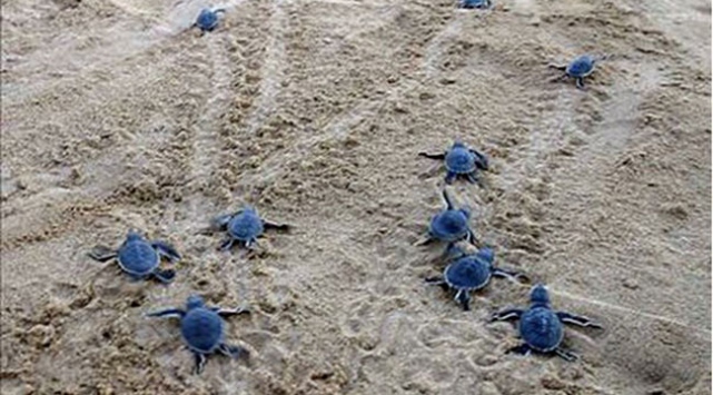 2015'te 391 bin yavru kaplumbağa denizle buluştu