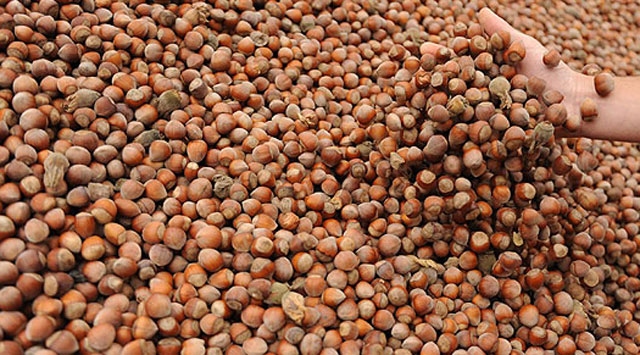 Fındık yeni yılda üreticilerini üzdü