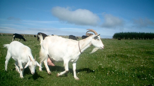 Keçi sütüne sofranızda yer açın
