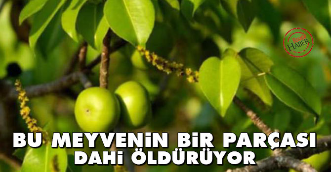 Bu meyvenin bir parçası bile öldürüyor
