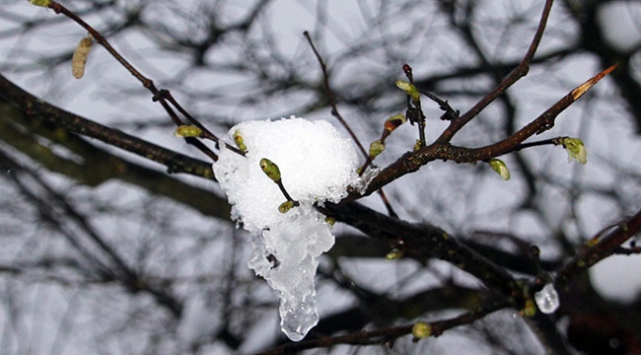 Fındık üreticisine zirai don uyarısı