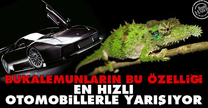 Bukalemunların bu özelliği en hızlı otomobillerle yarışıyor