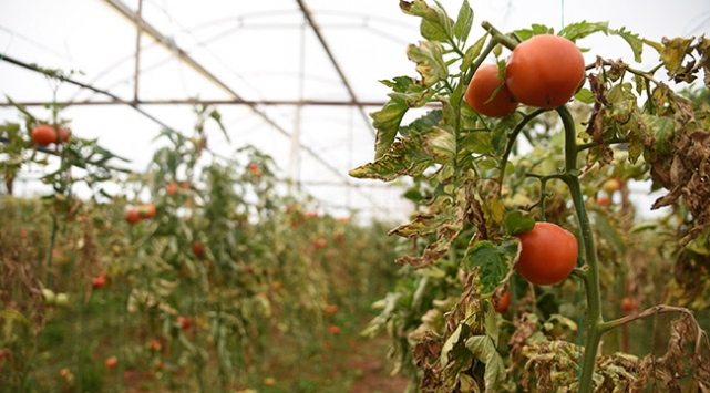 Soğuk hava meyve sebze fiyatlarını artırdı