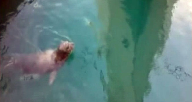 Nesli tükenmekte olan Akdeniz foku Kuşadası'nda görüldü