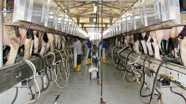 Besicilere 6 milyon süt desteği