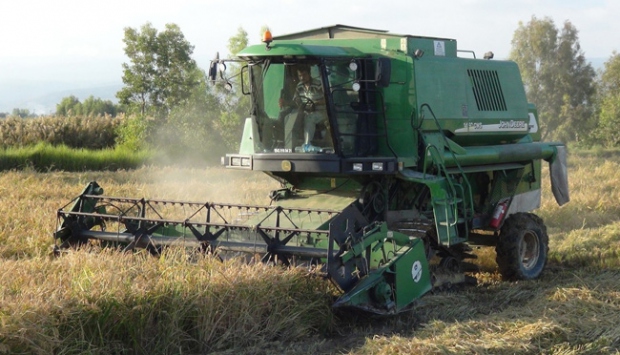 Çeltik üretiminde rekor