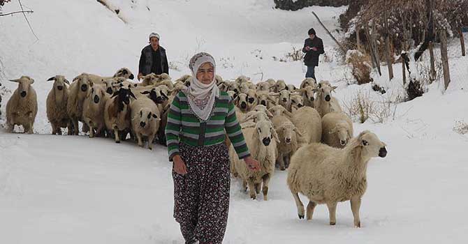 6 bin TL maaşla çoban aranıyor