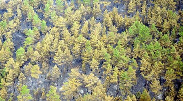 2016'da 40 bin 650 hektar alan ağaçlandırılacak