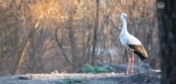 Kış ortasında havadaki leylek, görenleri şaşırttı