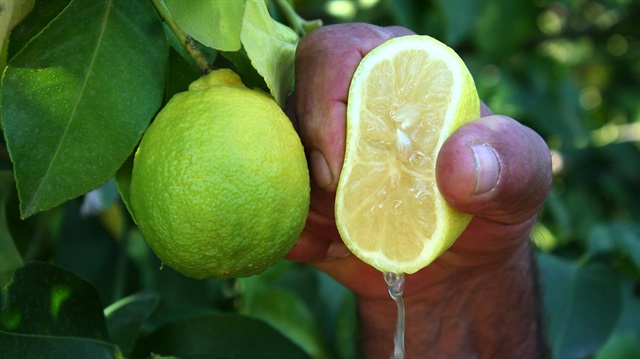 Limonata kış hastalıklarına şifa