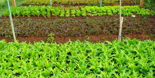 İngiltere'de yaşayan Türk bilim adamından tarım için büyük icat