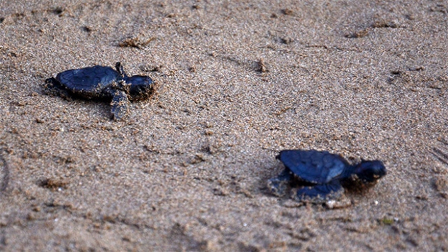 İztuzu'nda 23 bin 881 caretta caretta denizle buluştu