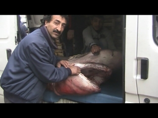 700 kiloluk köpekbalığı yakalandı