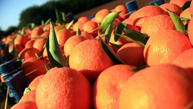 Narenciyede alternatif pazar arayışı başladı