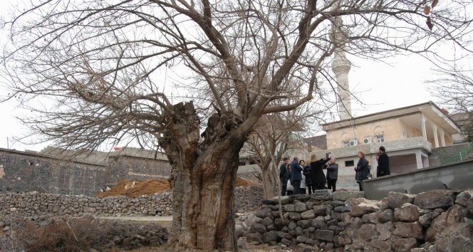 Beş asırlık dut ağacı dimdik ayakta