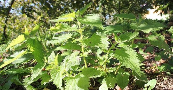 Japon iş adamları ısırgan üretimini inceleyecek