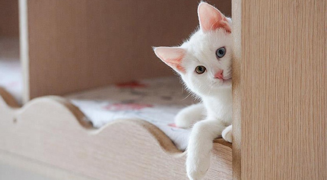 Van kedilerinin popülasyonu arttırılacak