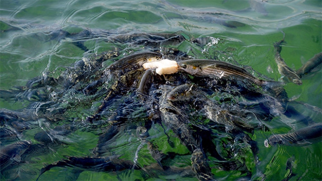 Tezgahlarda kefal bereketi yaşanıyor