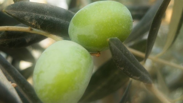 Kur'an-ı Kerim'de övülen besin: Zeytin