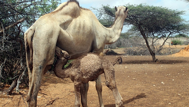 Litresi 50 liradan satılan süt yok satıyor