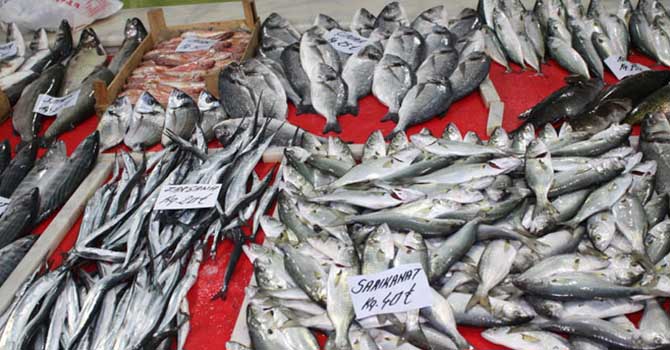 Çanakkale'de sardalye bolluğu