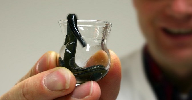 Tıbbi sülük ihraç kotası belirlendi