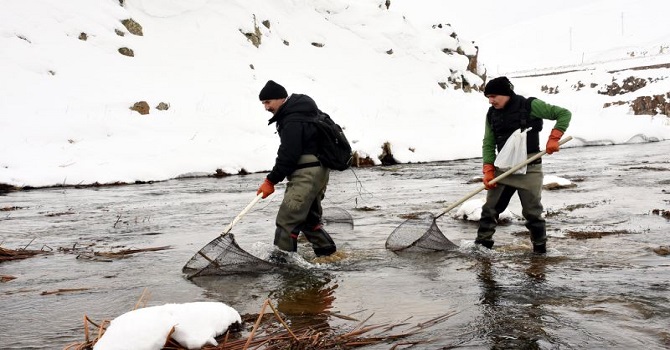 HES'ler, balık hareketini olumsuz yönde etkiliyor